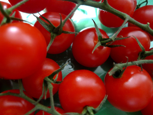 Como Plantar Tomate Rasteiro