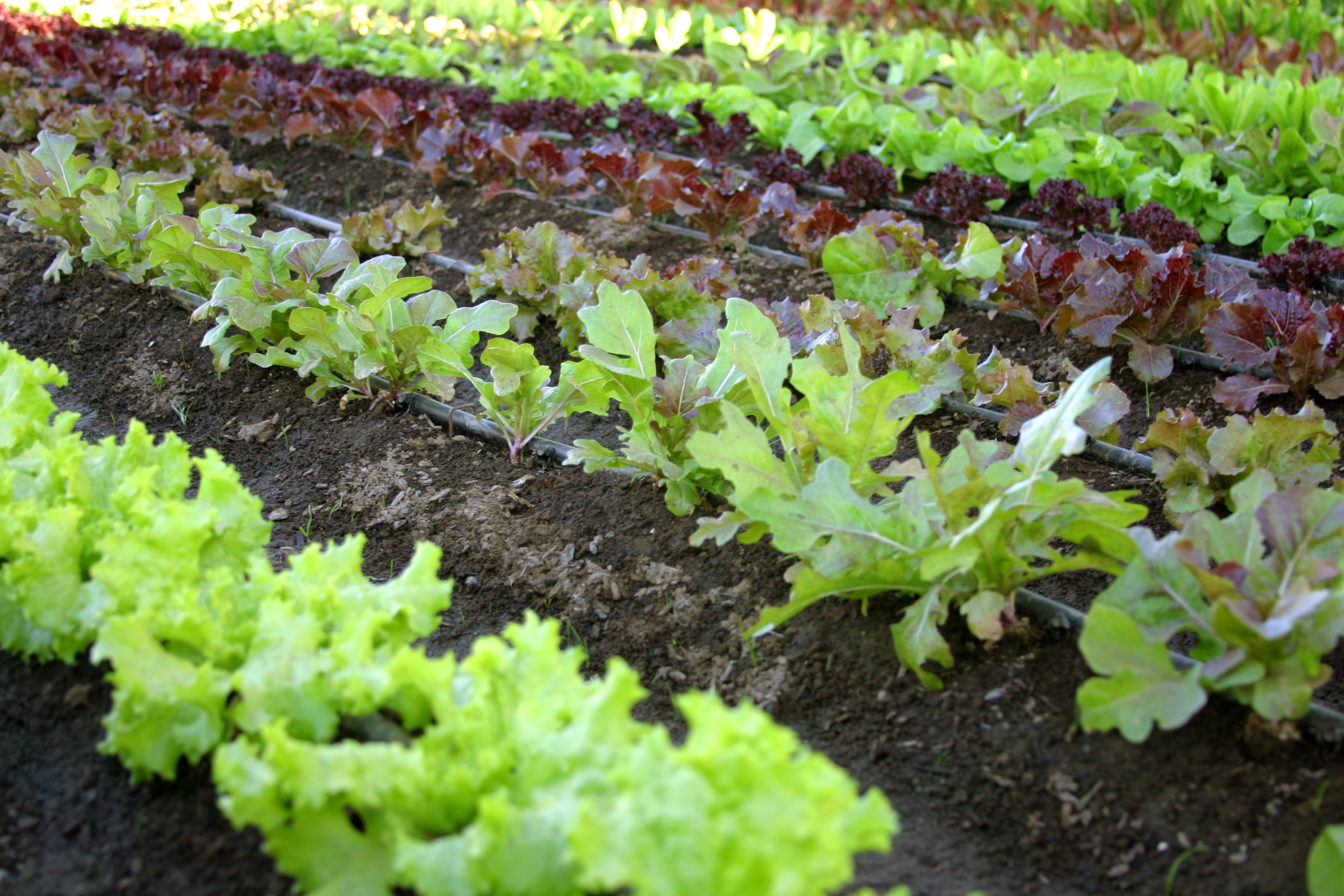 Como fazer uma horta em casa