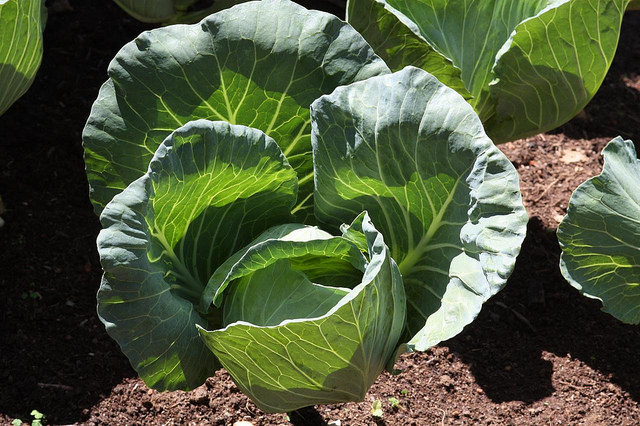 Como Plantar Repolho