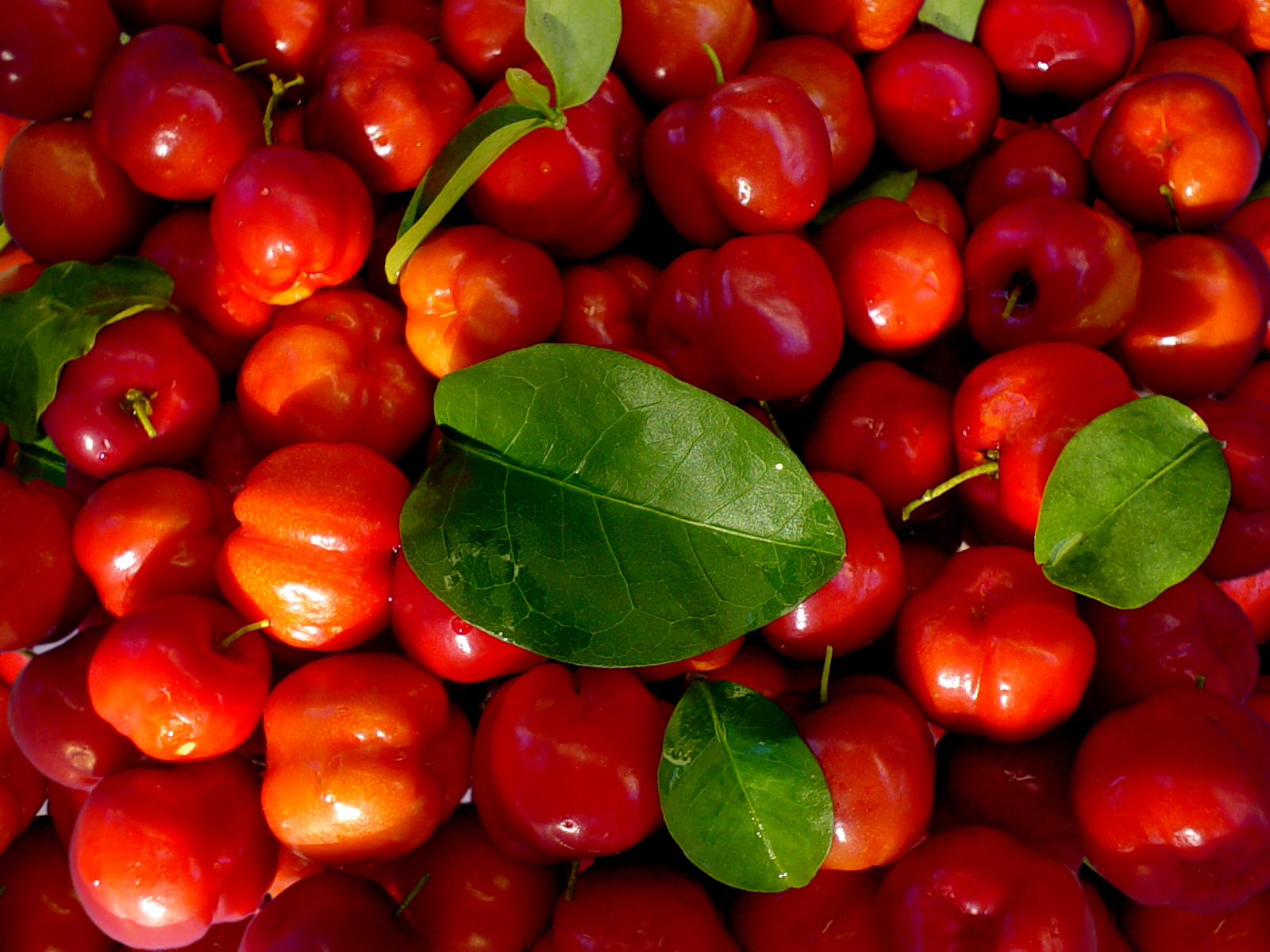 Planta medicinal – Acerola