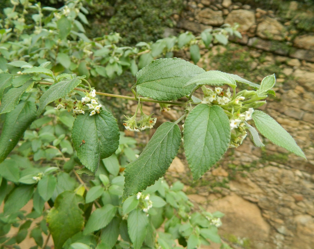 Planta medicinal - Alecrim pimenta