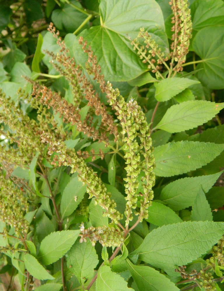 Planta medicinal - Alfavaca-cravo