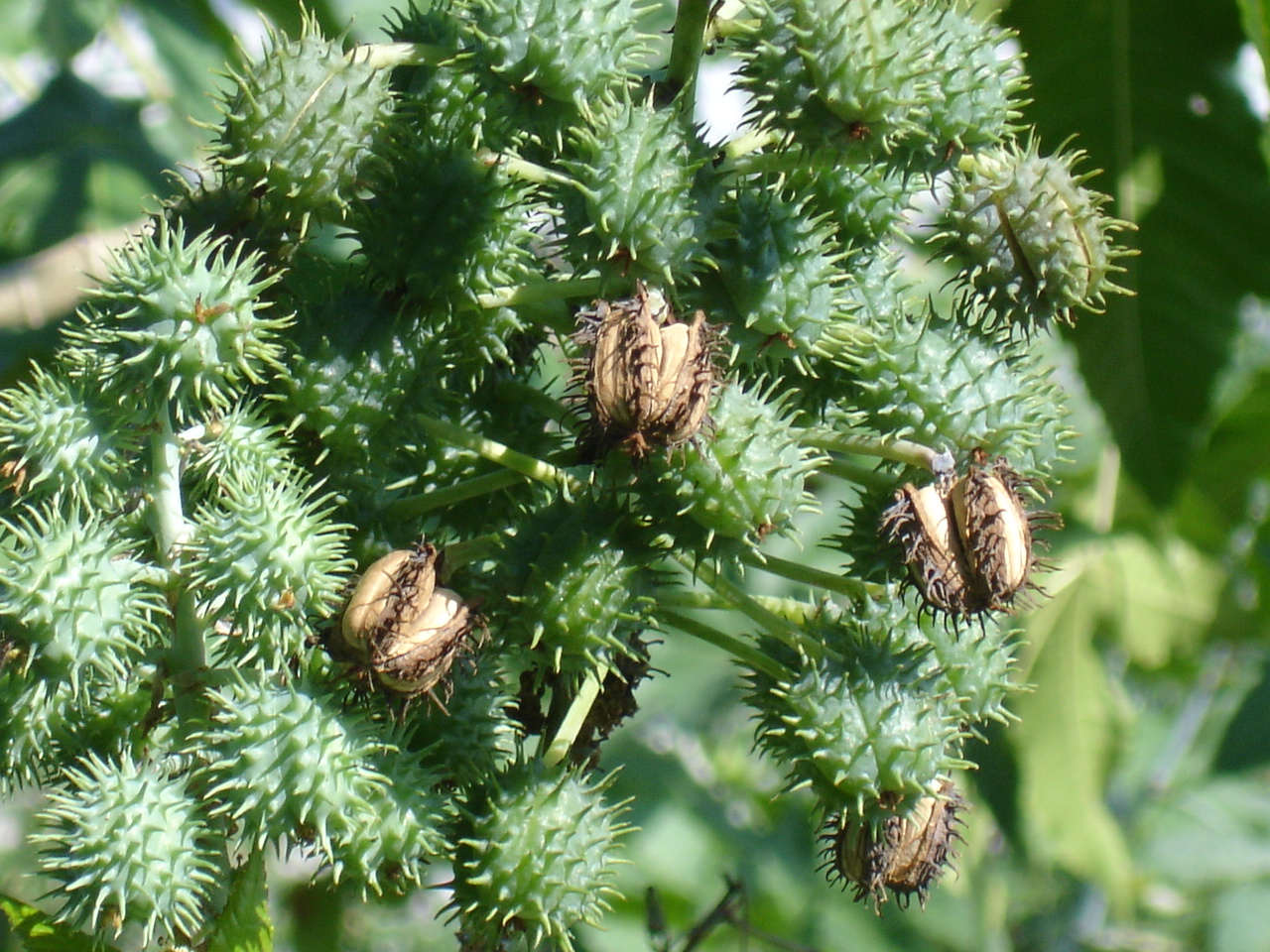 Plantas tóxicas – mamona - Plantas e Hortaliças