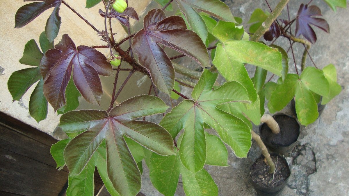 Plantas tóxicas – pinhão-roxo - Plantas e Hortaliças