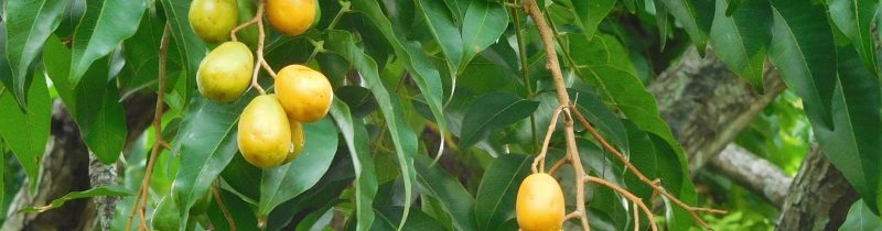 Planta medicinal – Cajazeira