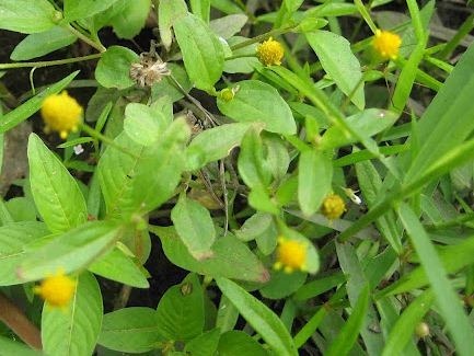 Planta medicinal – Agrião bravo