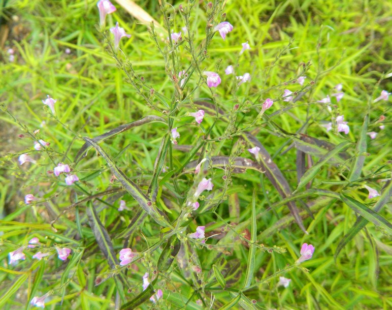 Planta medicinal – Chambá