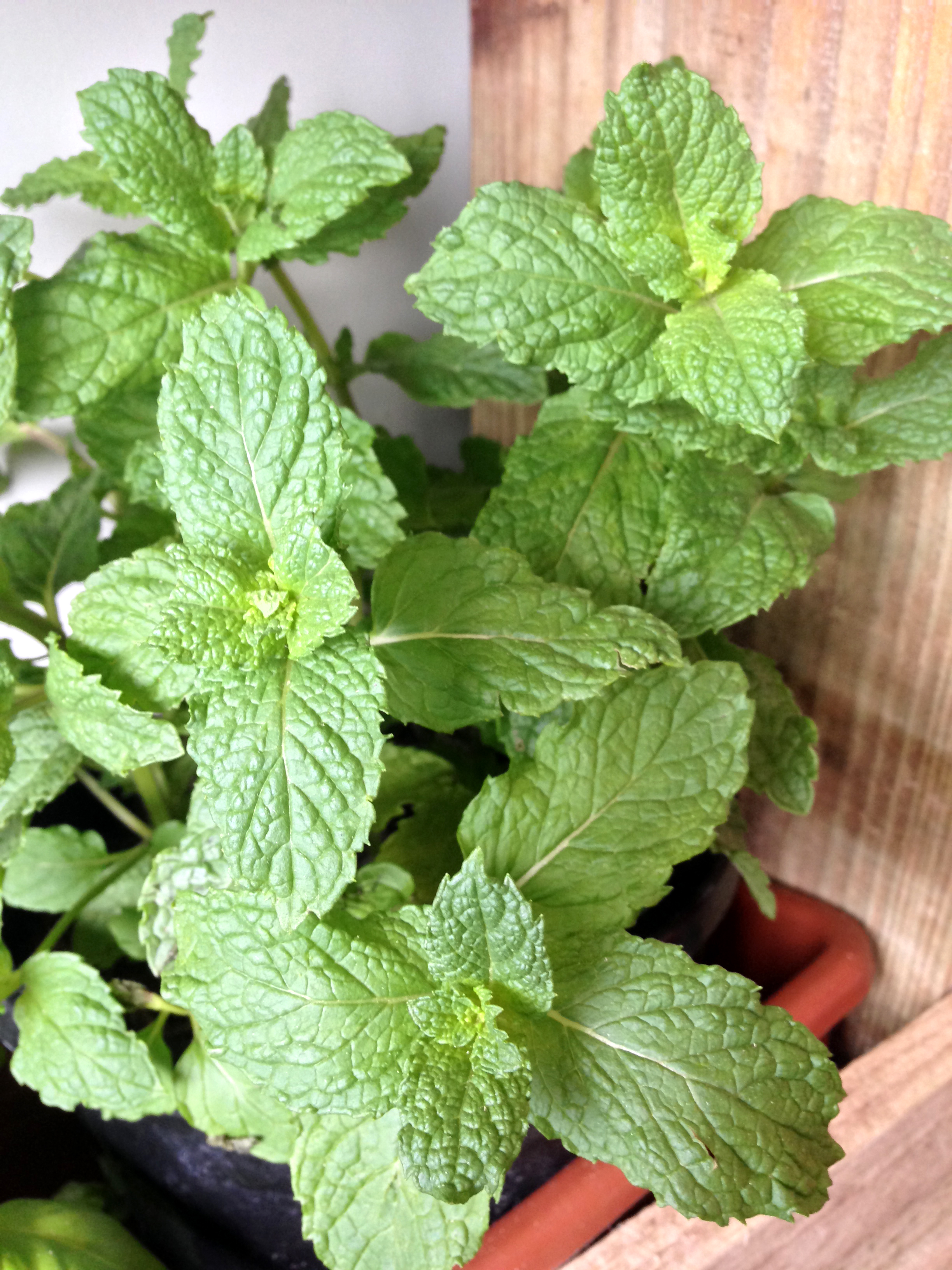 Planta medicinal – Hortelã Japonesa