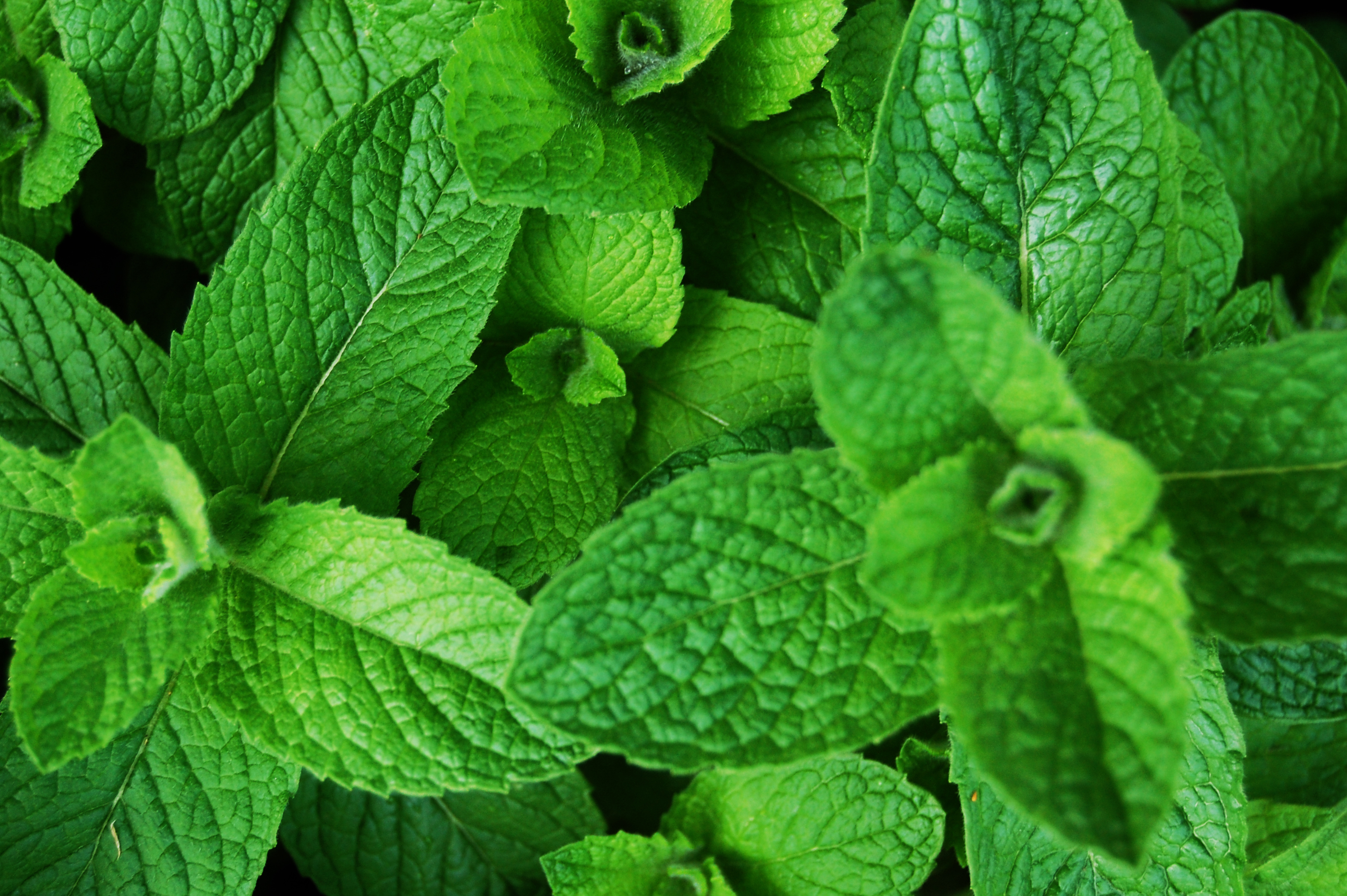 Planta medicinal – Hortelã rasteira