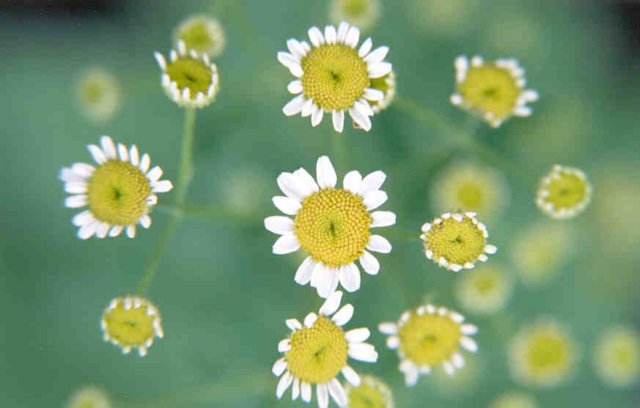 Planta medicinal - Macela da terra