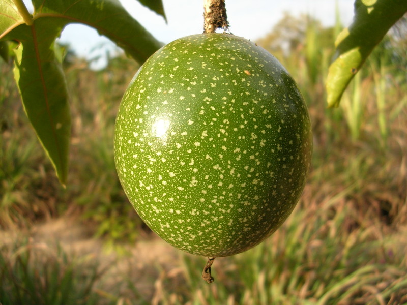 Planta medicinal - Maracujá, maracujá-peroba