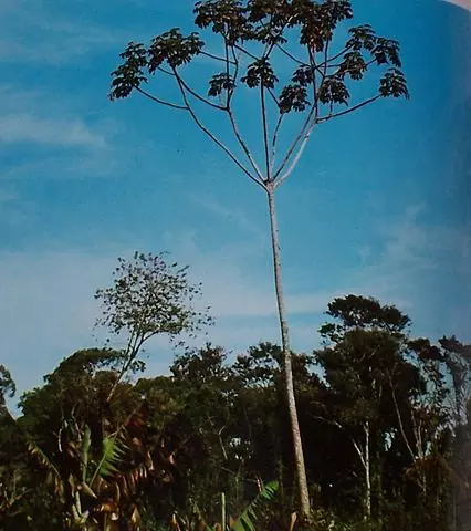 Planta medicinal – Torém