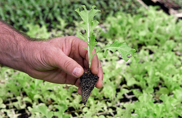 Como Plantar Hortaliças